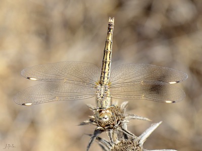 Brachythemis impartita hembra en estado por Juan Pedro Serrano León
