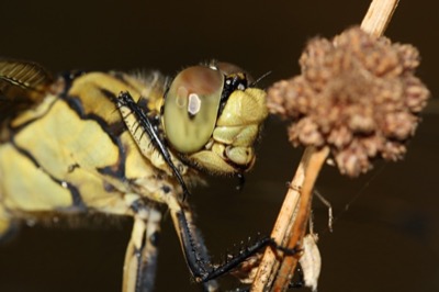 Orthetrum cancellatum hembra en estado por Angel Martín Ojeda