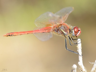 Sympetrum fonscolombii macho en estado por Juan Pedro Serrano León