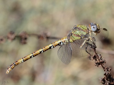 Paragomphus genei hembra en estado por Juan Pedro Serrano León