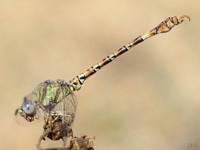 Paragomphus genei macho en estado por Juan Pedro Serrano León
