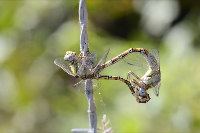 Paragomphus genei copula en estado por Juan Pedro Serrano León