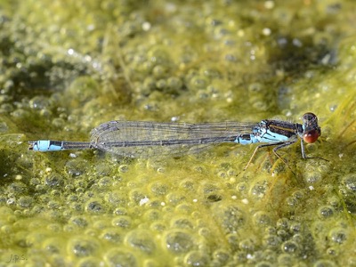 Erythromma viridulum macho en estado por Juan Pedro Serrano León