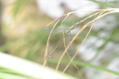 Lestes viridis macho en estado por Juan Pedro Serrano León