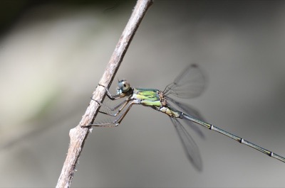 Lestes viridis macho en estado por Juan Pedro Serrano León
