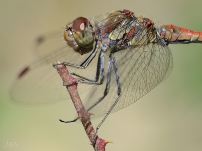 Sympetrum striolatum macho en estado por Juan Pedro Serrano León