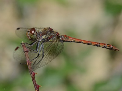 Sympetrum striolatum macho en estado por Juan Pedro Serrano León