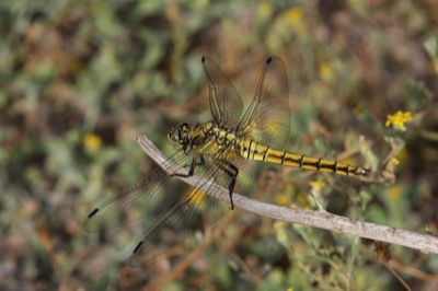 Orthetrum cancellatum hembra en estado por Angel Martín Ojeda