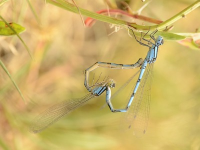 Enallagma cyathigerum copula en estado por Juan Pedro Serrano León