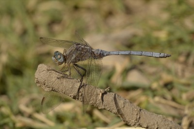 Orthetrum chrysostigma macho en estado por Juan Pedro Serrano León