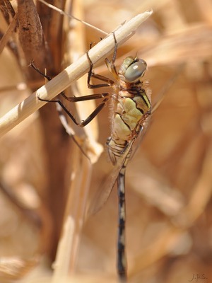 Orthetrum trinacria macho en estado por Juan Pedro Serrano León