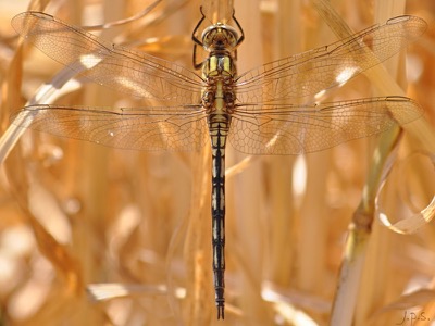 Orthetrum trinacria macho en estado por Juan Pedro Serrano León