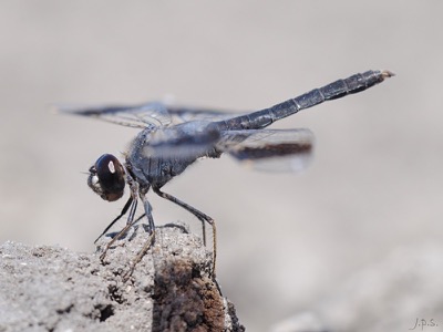 Brachythemis impartita macho en estado por Juan Pedro Serrano León