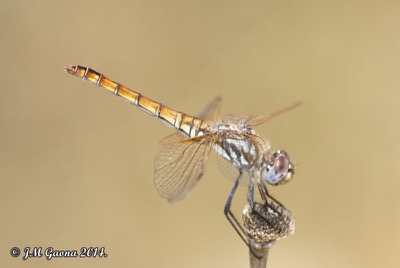 Trithemis annulata hembra en estado por Jose Manuel Gaona