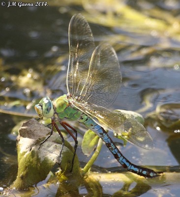 Anax imperator hembra en estado por Jose Manuel Gaona