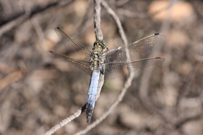 Orthetrum cancellatum macho en estado por Angel Martín Ojeda