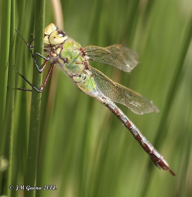 Anax imperator macho en estado por Jose Manuel Gaona