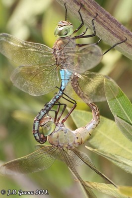 Anax parthenope copula en estado por Jose Manuel Gaona