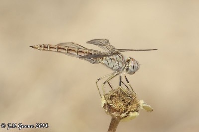 Brachythemis impartita hembra en estado por Jose Manuel Gaona