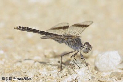 Brachythemis impartita macho en estado por Jose Manuel Gaona