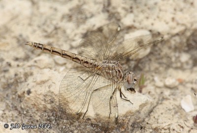 Brachythemis impartita hembra en estado por Jose Manuel Gaona