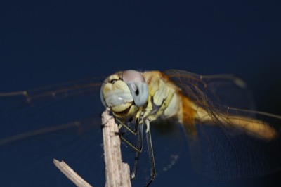Sympetrum fonscolombii hembra en estado por Angel Martín Ojeda