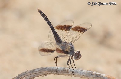 Brachythemis impartita macho en estado por Jose Manuel Gaona