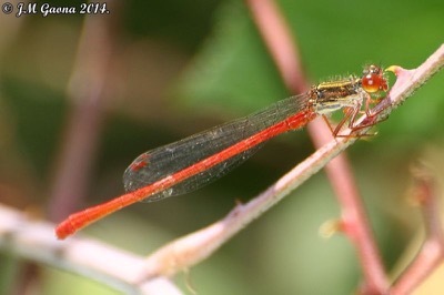 Ceriagrion tenellum macho en estado por Jose Manuel Gaona