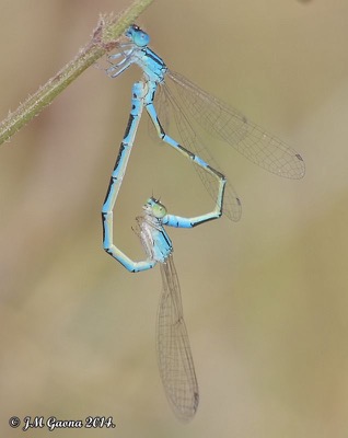 Coenagrion caerulescens copula en estado por Jose Manuel Gaona