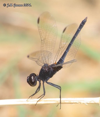 Diplacodes lefebvrii macho en estado por Jose Manuel Gaona