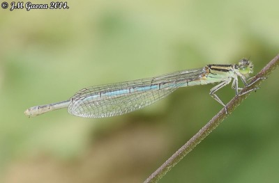 Erythromma lindenii hembra en estado por Jose Manuel Gaona