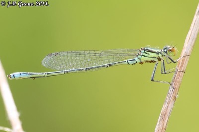 Erythromma viridulum macho en estado por Jose Manuel Gaona