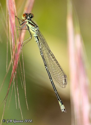 Erythromma viridulum macho en estado por Jose Manuel Gaona