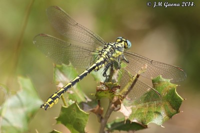 Gomphus graslinii macho en estado por Jose Manuel Gaona