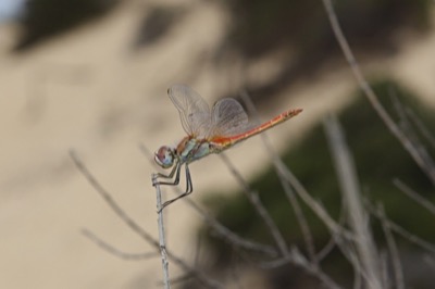 Sympetrum fonscolombii macho en estado por Angel Martín Ojeda