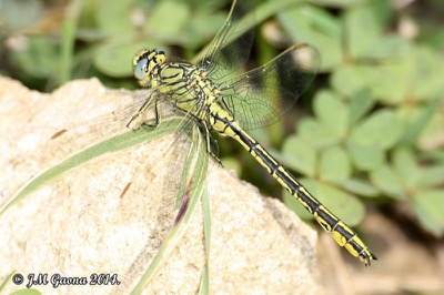 Gomphus pulchellus macho en estado por Jose Manuel Gaona