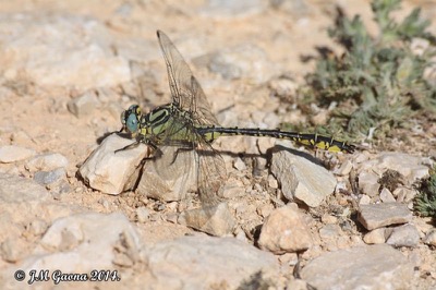 Gomphus simillimus macho en estado por Jose Manuel Gaona