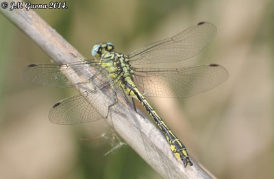 Gomphus simillimus macho en estado por Jose Manuel Gaona