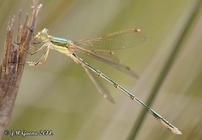 Lestes barbarus macho en estado por Jose Manuel Gaona