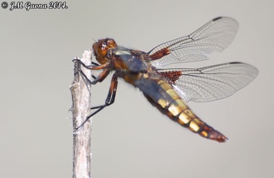Libellula depressa hembra en estado por Jose Manuel Gaona