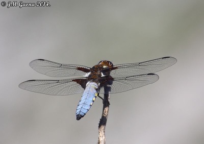 Libellula depressa macho en estado por Jose Manuel Gaona