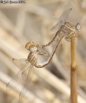 Onychogomphus costae copula en estado por Jose Manuel Gaona
