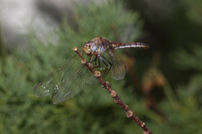 Trithemis annulata hembra en estado por Angel Martín Ojeda