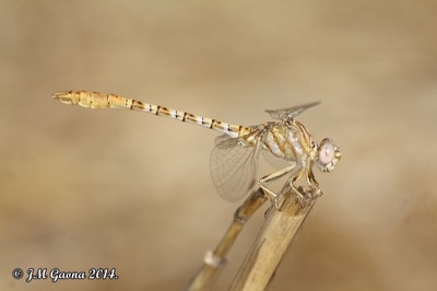 Onychogomphus costae macho en estado por Jose Manuel Gaona