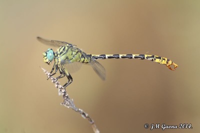 Onychogomphus forcipatus macho en estado por Jose Manuel Gaona