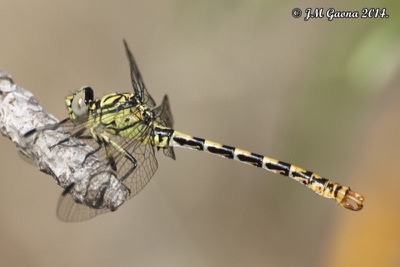 Onychogomphus forcipatus macho en estado por Jose Manuel Gaona
