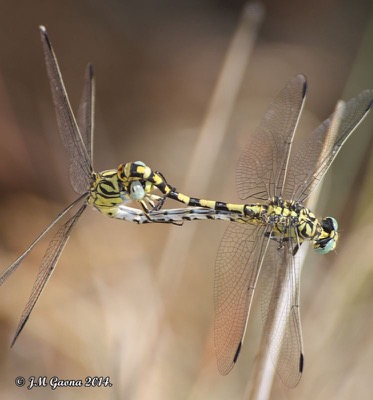 Onychogomphus forcipatus copula en estado por Jose Manuel Gaona