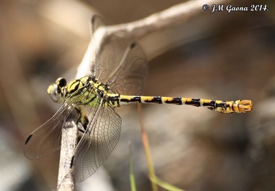 Onychogomphus forcipatus macho en estado por Jose Manuel Gaona