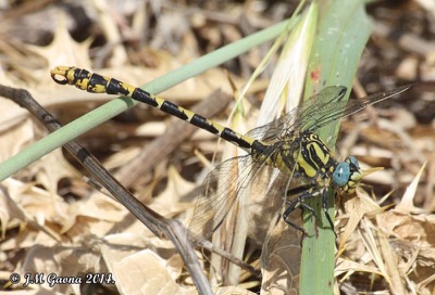 Onychogomphus uncatus macho en estado por Jose Manuel Gaona