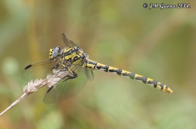 Onychogomphus uncatus hembra en estado por Jose Manuel Gaona